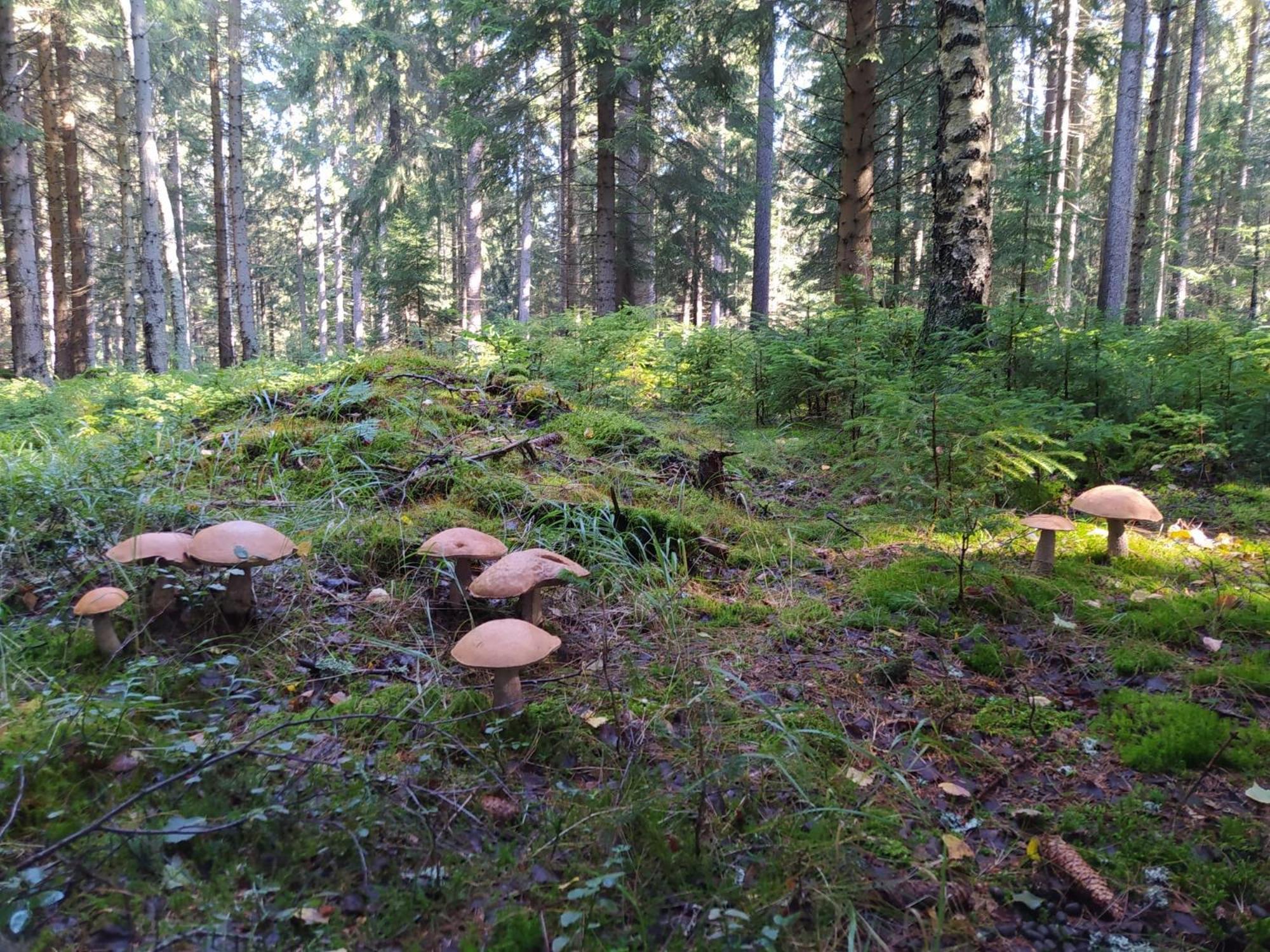 Chata Plesivka Abertamy Exterior foto